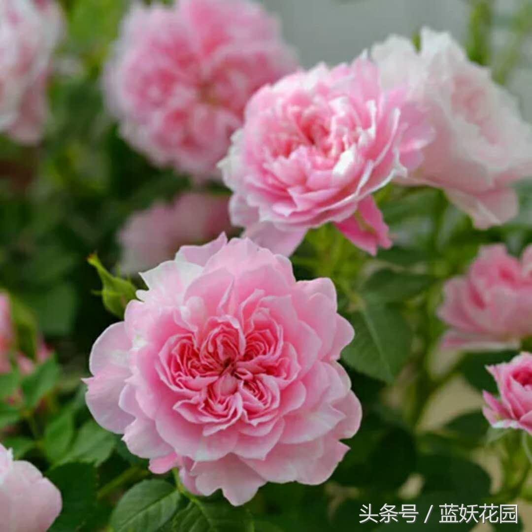 缺少阳光种什么月季,缺少直射光怎么养月季