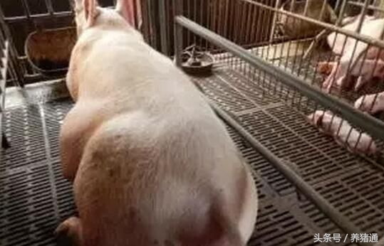 育肥猪猪蹄子烂了怎么办,育肥猪蹄裂怎么办