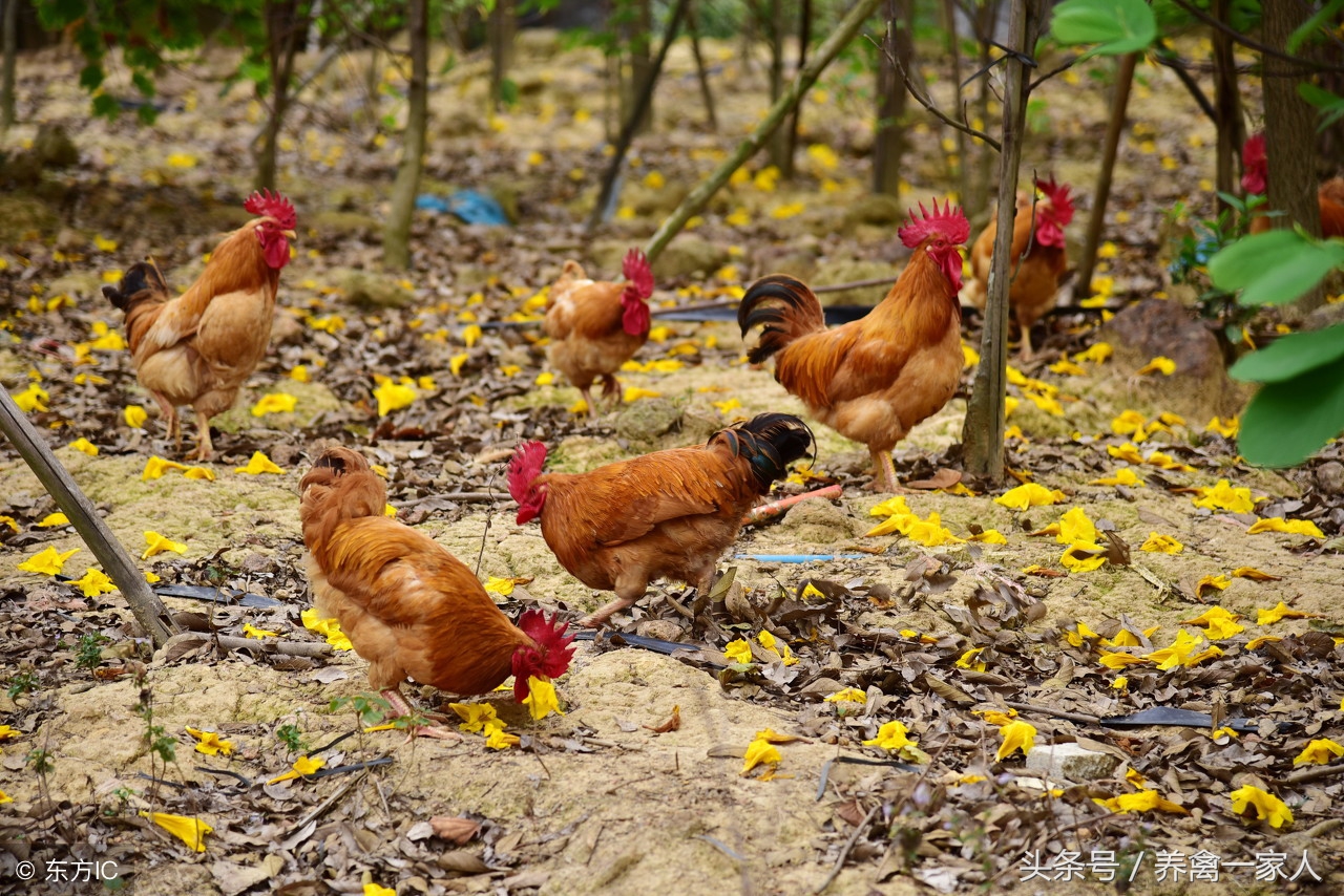 鸡养殖会导致瘫鸡吗,从鸡病处理看养鸡成功