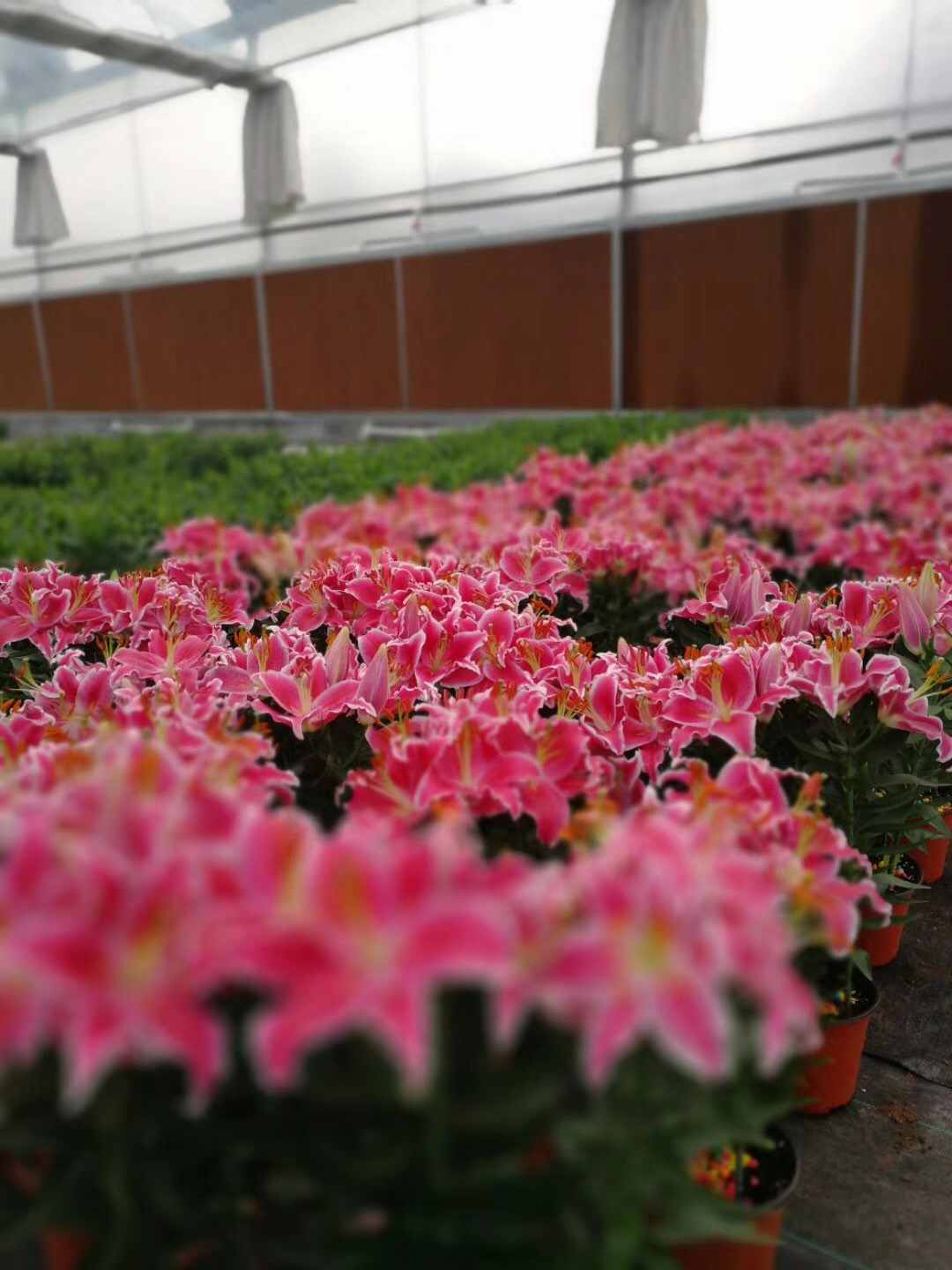 黄金甲香水百合养护,香水百合养护教程