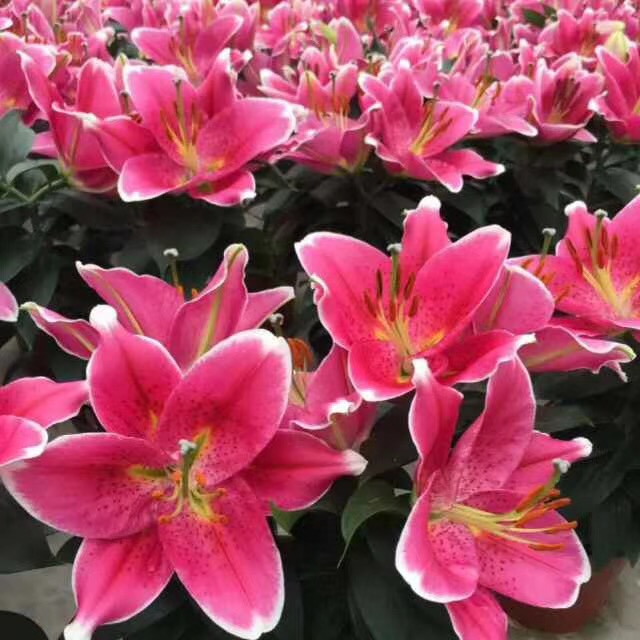 黄金甲香水百合养护,香水百合养护教程