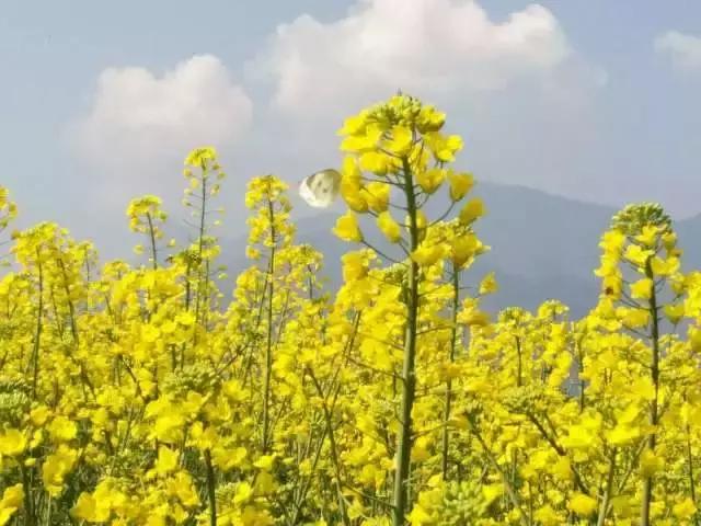 如果你是个正宗的雅安人，这6点吐槽一定有你！