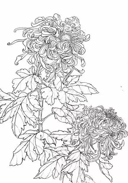 入门白描花卉菊花视频,白描菊花国画如何上色