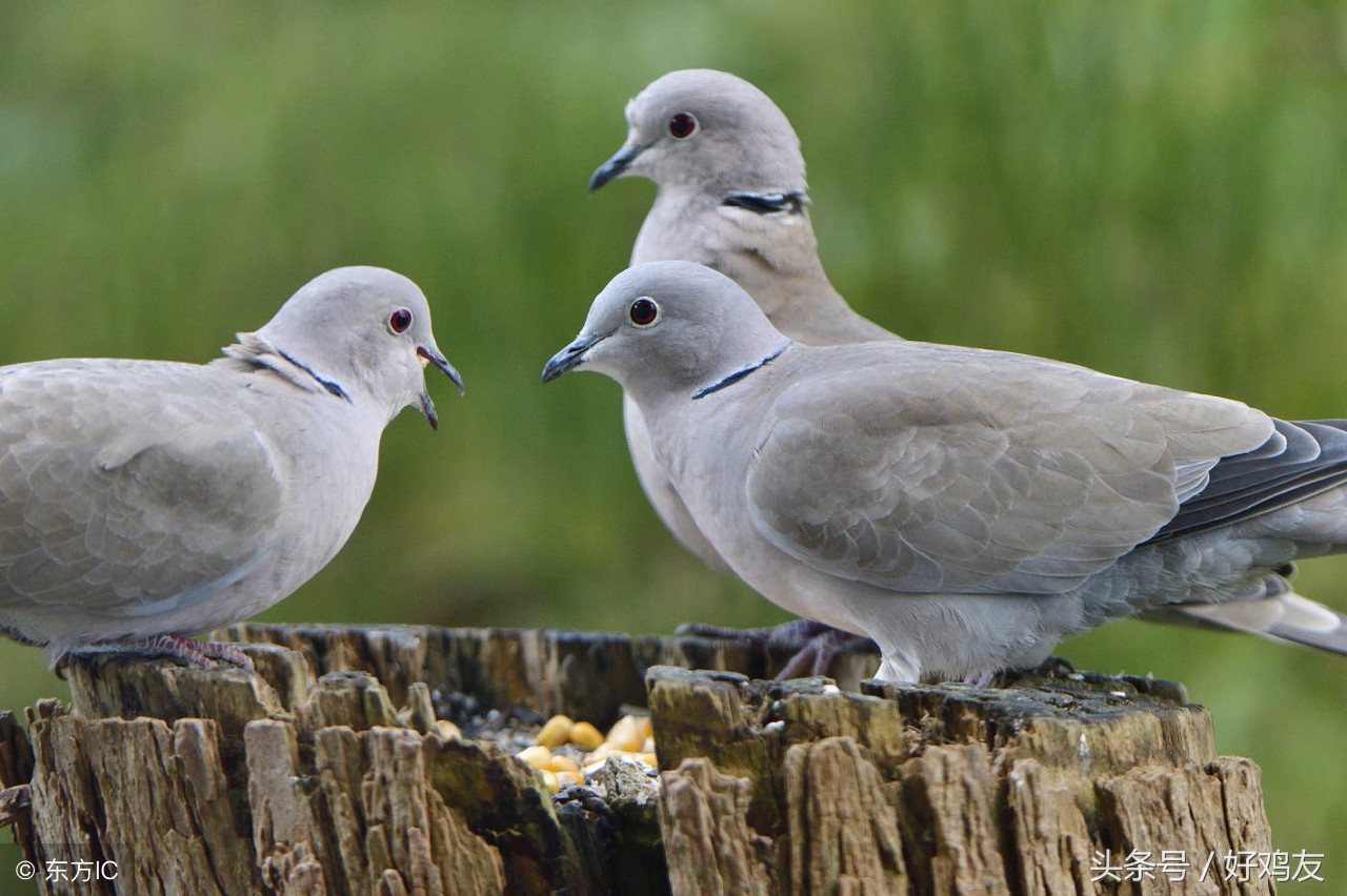 关于养鸽子的一些偏方,鸽子饲养方法大全