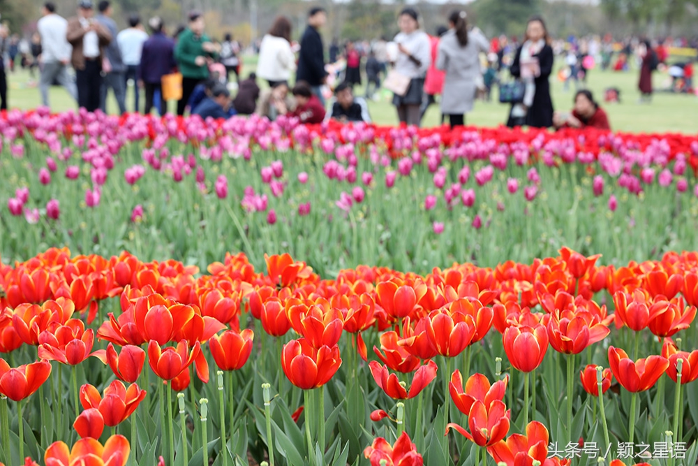 宁波院士公园最新消息,宁波院士公园现在花还开着吗