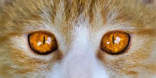 猫谱:因相成名,因名成谱《蓝毛毛找猫》24:猫出有名