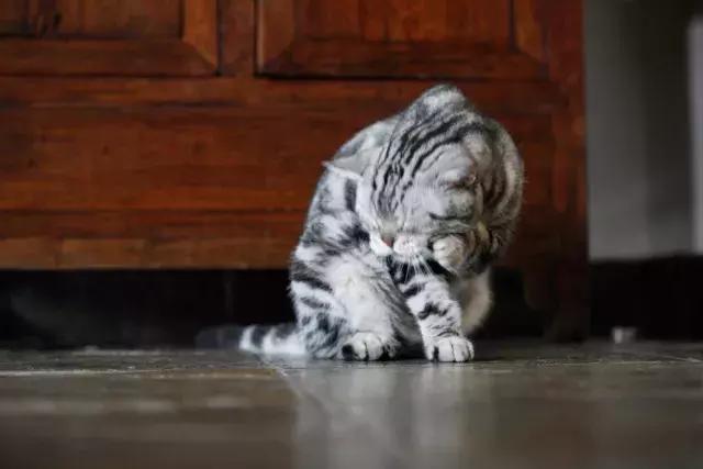 猫谱:因相成名,因名成谱《蓝毛毛找猫》24:猫出有名