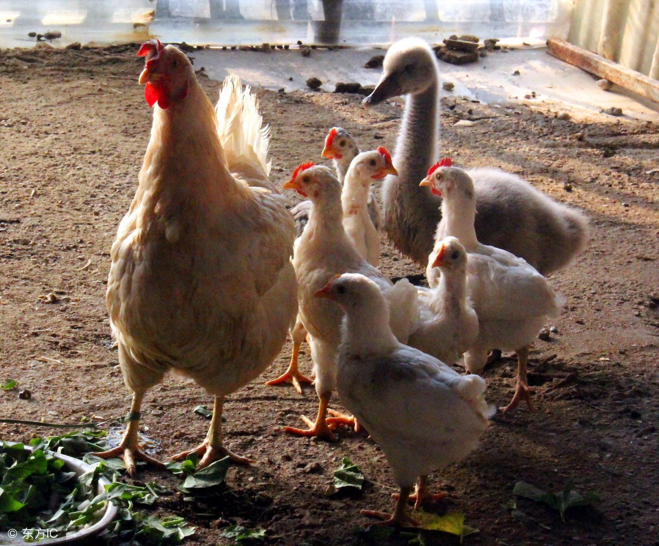 狗狗除了吃狗粮还能吃哪些肉,狗狗到底能不能吃熟骨头