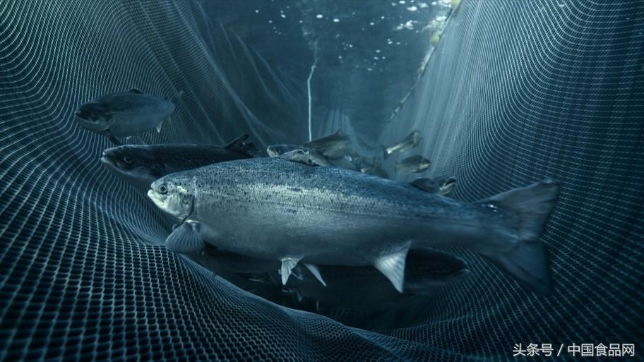 京东淡水三文鱼,京东生鲜智利三文鱼段