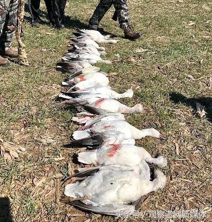 美国部分华人留学生持枪团体:举止猥琐,内心懦弱