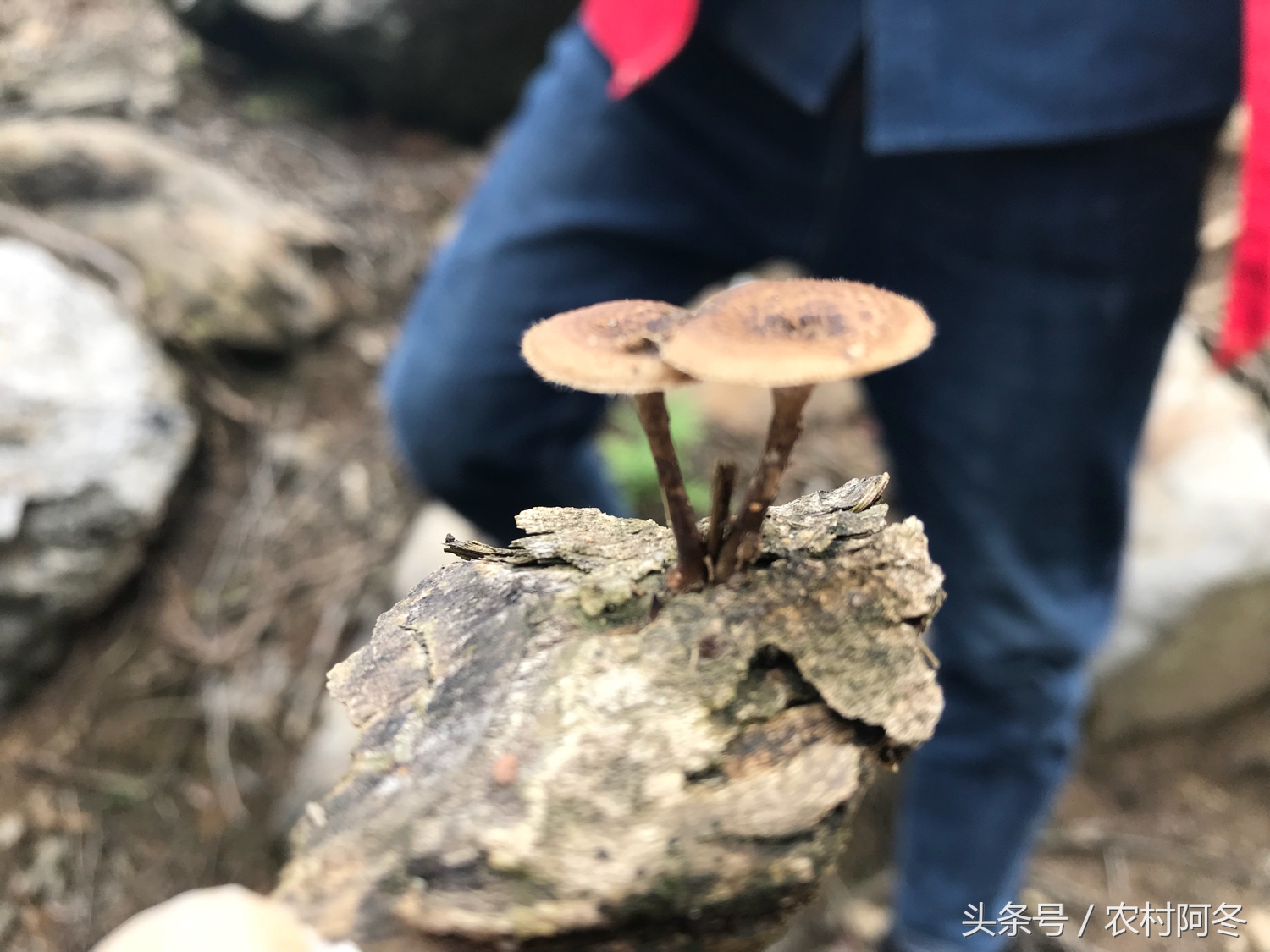 山上的松花粉有什么功效和作用,山上的松花粉有哪些