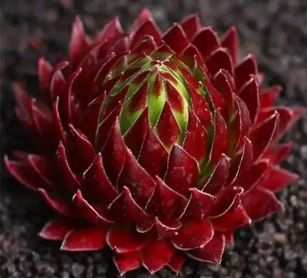 270种常见多肉图谱,270种常见多肉盆景