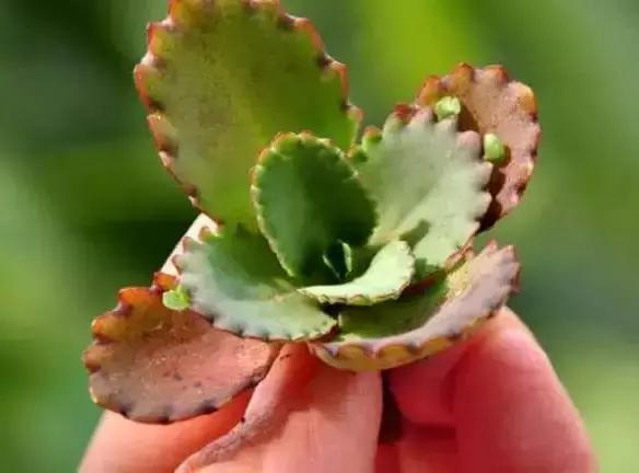 270种常见多肉图谱,270种常见多肉盆景