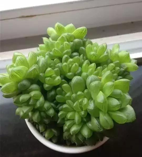 270种常见多肉图谱,270种常见多肉盆景