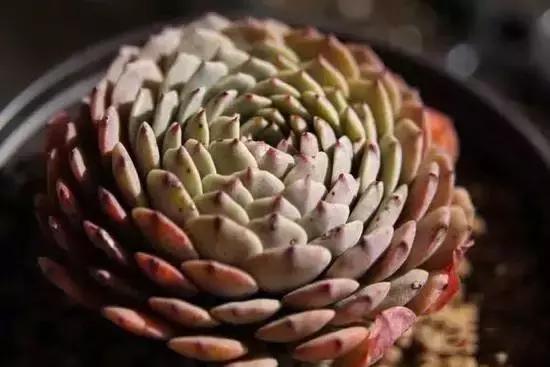 270种常见多肉图谱,270种常见多肉盆景