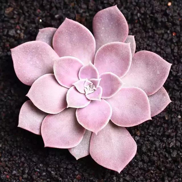 270种常见多肉图谱,270种常见多肉盆景