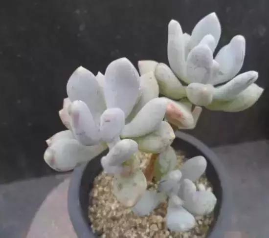 270种常见多肉图谱,270种常见多肉盆景