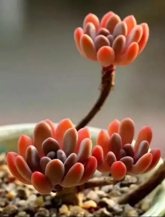 270种常见多肉图谱,270种常见多肉盆景