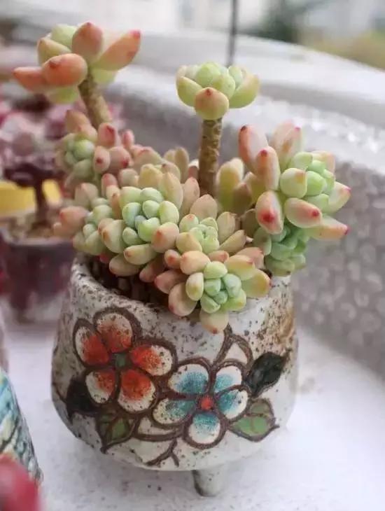 270种常见多肉图谱,270种常见多肉盆景