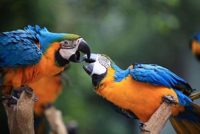 鹦鹉饲养饮食注意什么问题,鹦鹉日常饲养必备知识