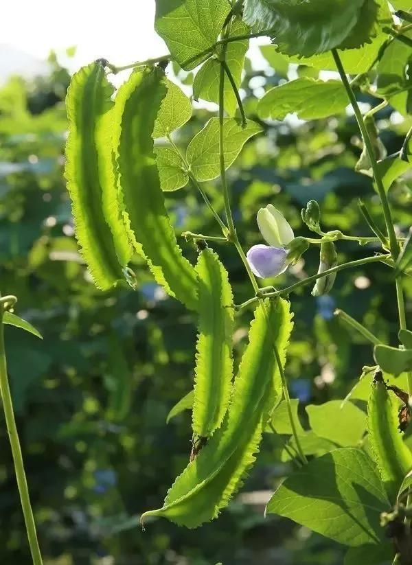 保亭七仙岭雨林仙境温泉度假别墅,海南保亭雨林仙境山湖墅