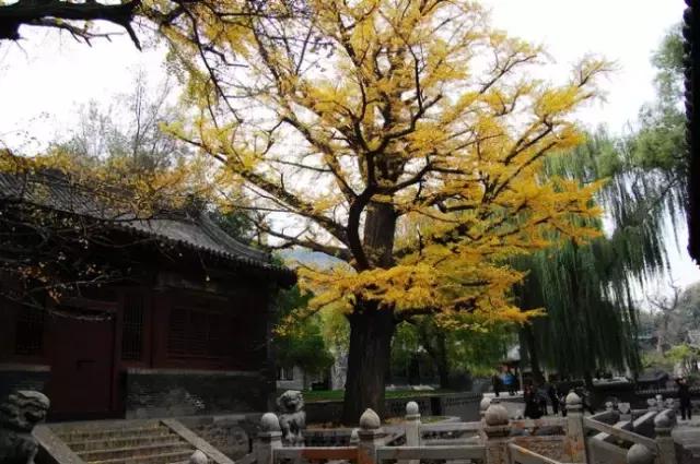 山旅太原，第一站，晋源区——晋祠