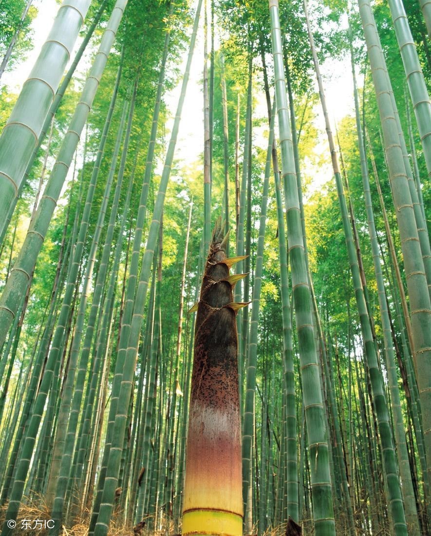 杭州竹海水韵咏竹园,竹海水韵咏竹园图片