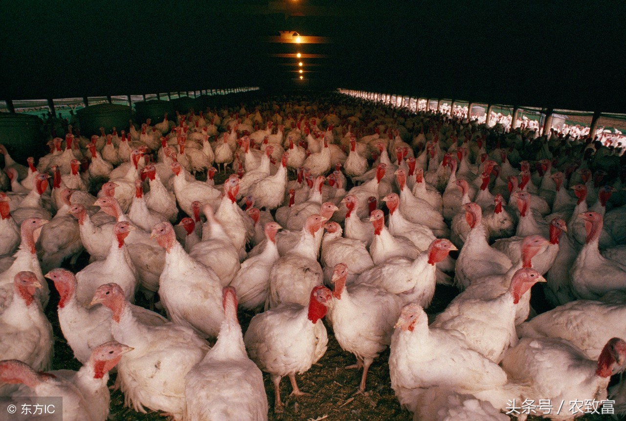 初夏气温多变，谨防肉鸡受凉感冒