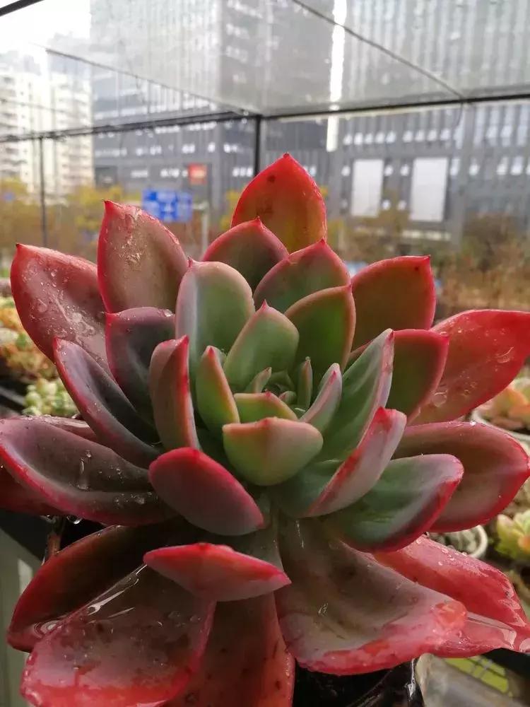 为了多肉改造阳台,疯狂的她