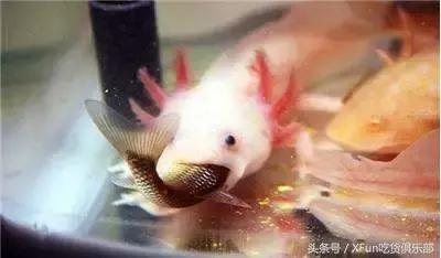 油炸六角恐龙好吃吗怎么做,六角恐龙油炸方法