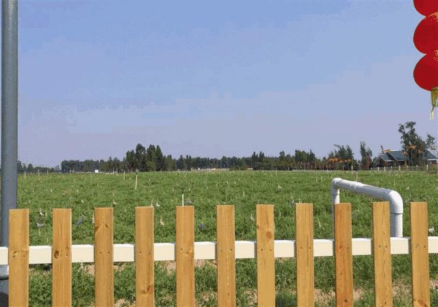 春风十里，不如花开万株！周末去哪？带你玩转特呈岛！