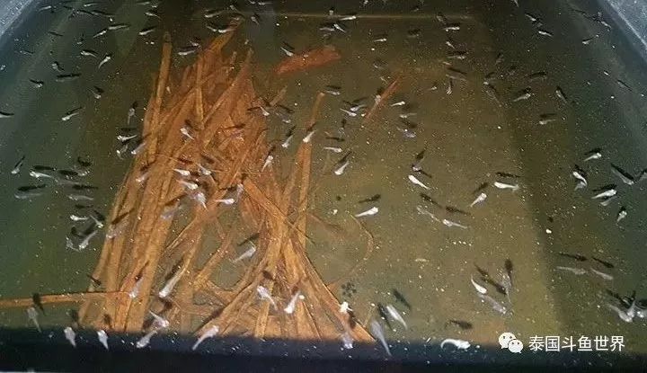 泰国斗鱼洗色需要多久,泰国斗鱼洗色跟环境有关吗