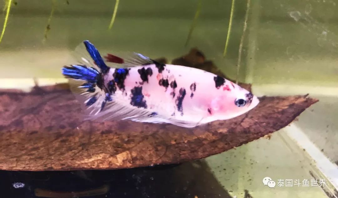泰国斗鱼洗色需要多久,泰国斗鱼洗色跟环境有关吗