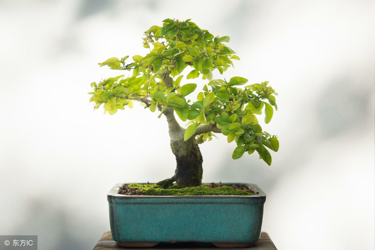 家居植物哪种好,室内植物怎么选