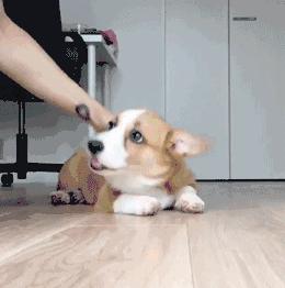 怎么养好柯基呀视频教程,怎么养柯基犬才比较好