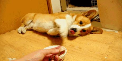 怎么养好柯基呀视频教程,怎么养柯基犬才比较好