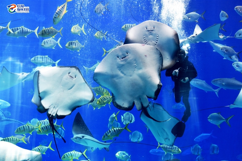 珠海横琴长隆海洋王国今天的消息,珠海横琴长隆海洋王国团购