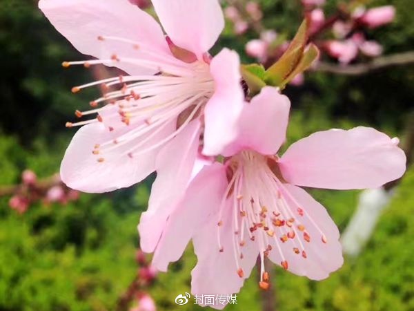 「封面文化·教师文苑」春归遐想