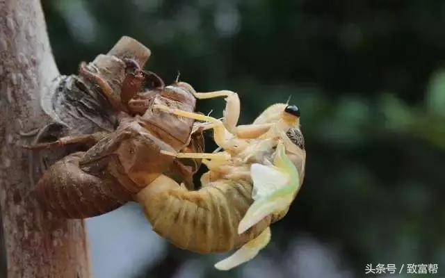 金蝉养殖有哪些好处,芦笋养殖金蝉效益