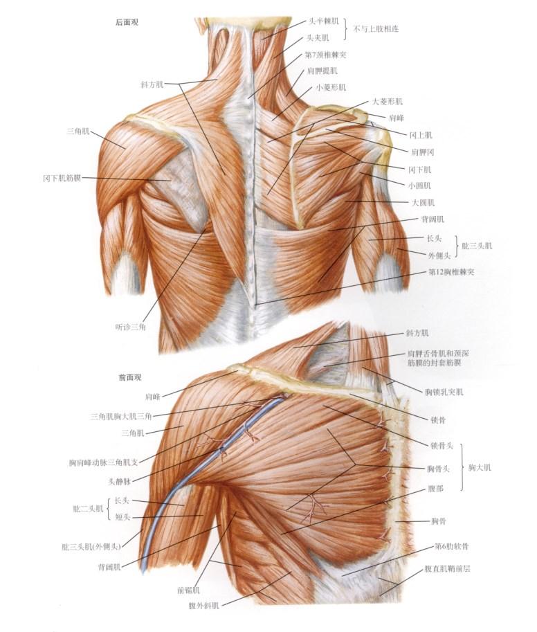 肩关节软组织损伤康复的最佳方法,打篮球肩峰撞击症最佳锻炼方法
