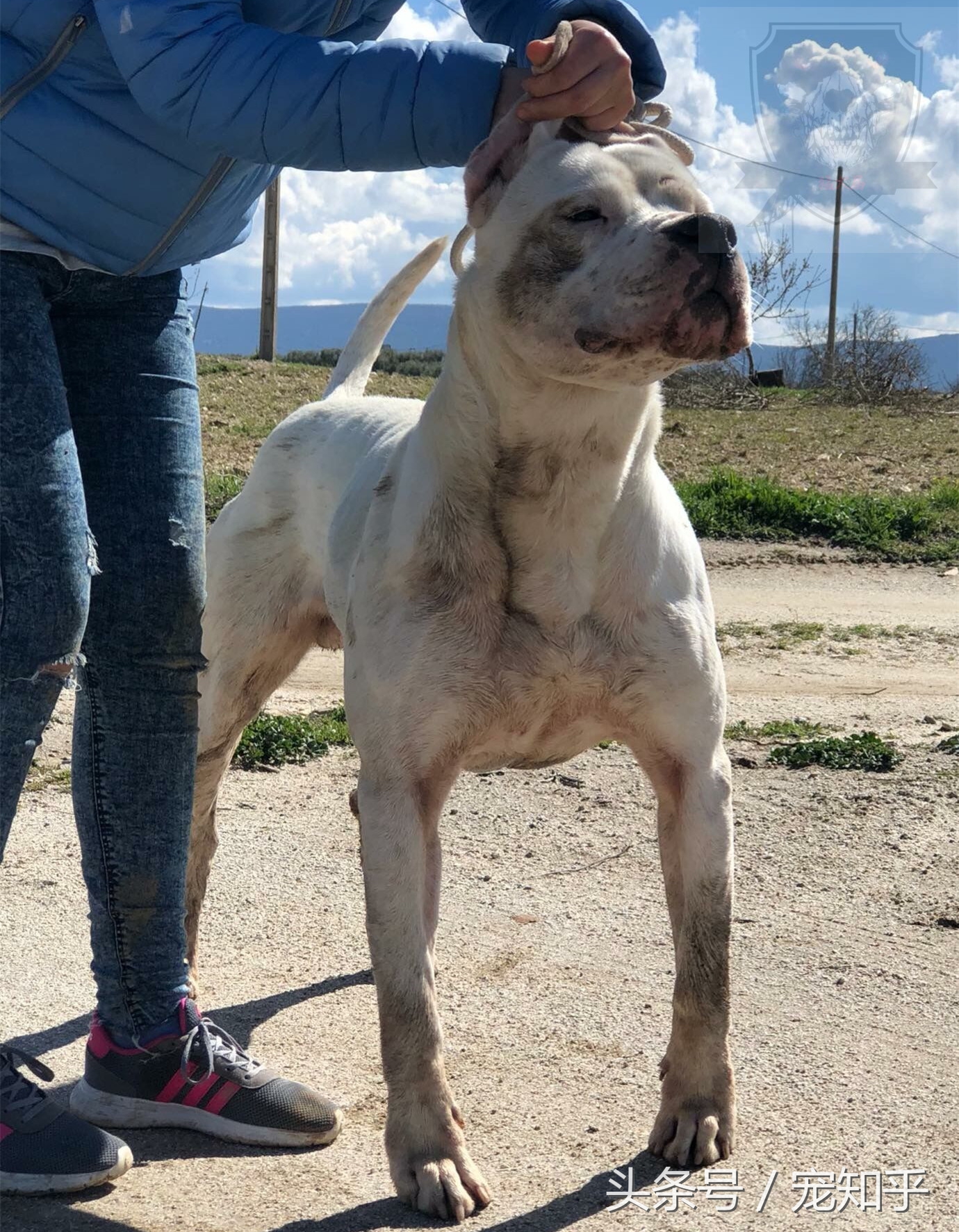 猛犬多大能负重训练,猛犬不咬人怎么回事