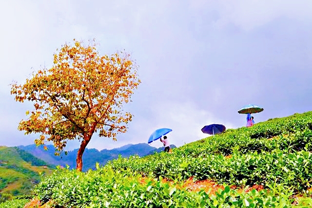 七星伴月七星星君,七星伴月迎中秋