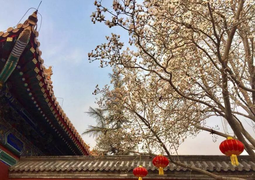 北京玉兰花观赏地,北京最美紫玉兰在哪