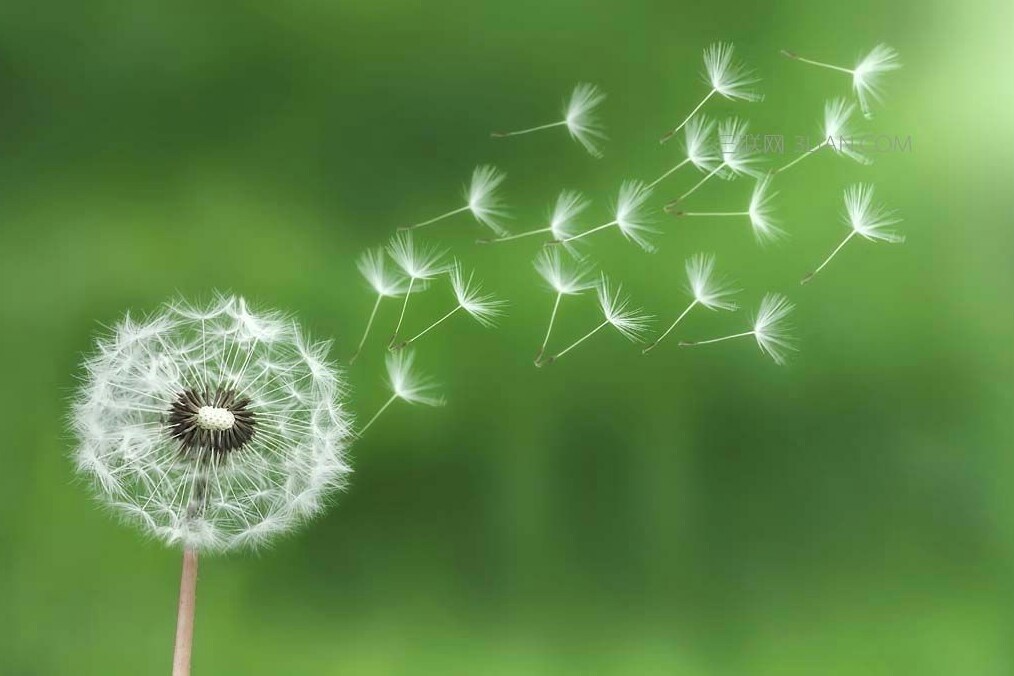 春天给太阳花修剪,太阳花春天怎么打理