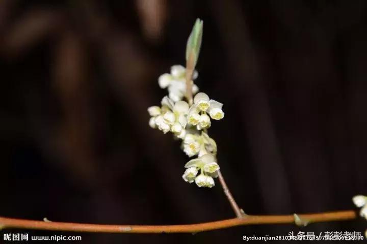 山苍树的功效与作用及禁忌,山苍树的功效与作用