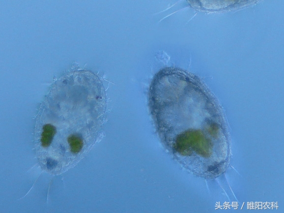 白色粉虱用什么药,什么药杀粉虱效果最好