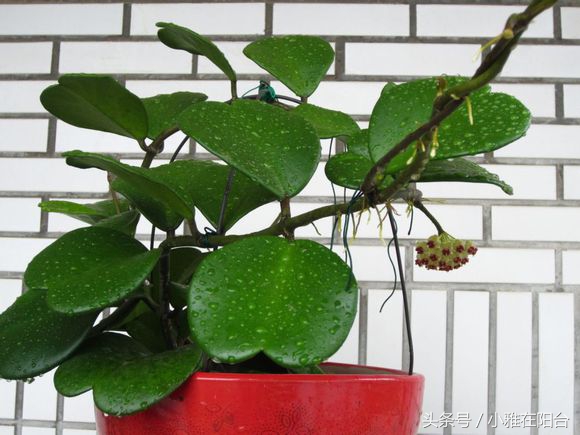 这6种花随便扔土里就能活,长势最快的爬藤植物不怕晒