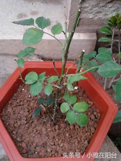 这6种花随便扔土里就能活,长势最快的爬藤植物不怕晒