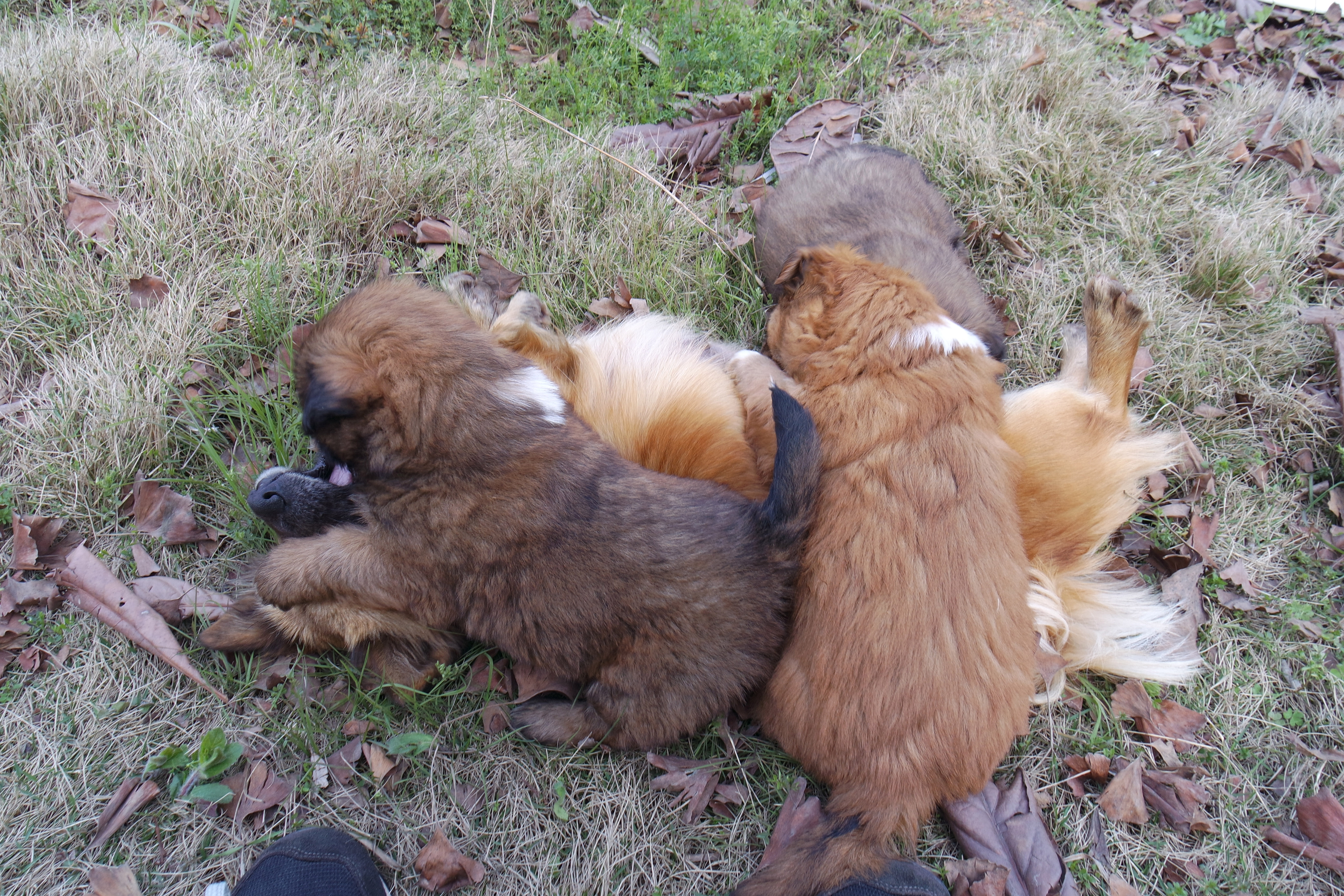 武昌理工学院的樱花,武昌理工学院回忆