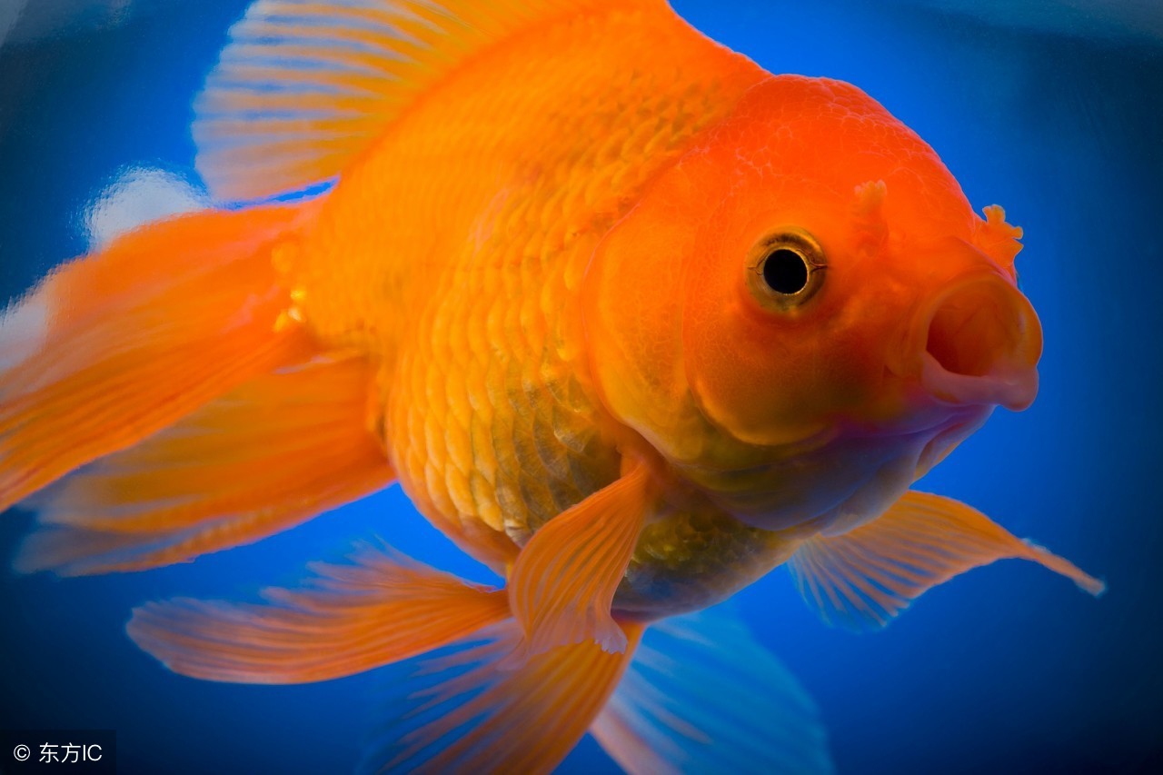 防治金鱼生病有些啥药,金鱼预防生病用什么药